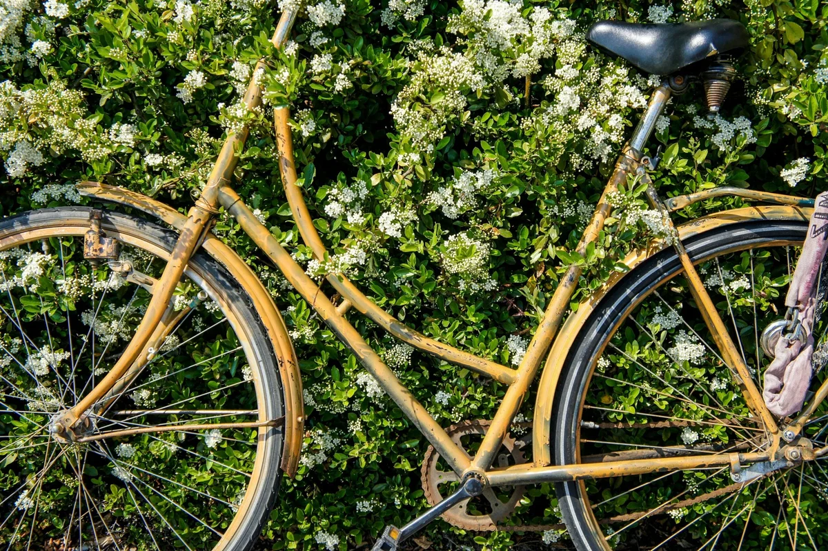 Vintage yellow bike leaning against blooming hedge