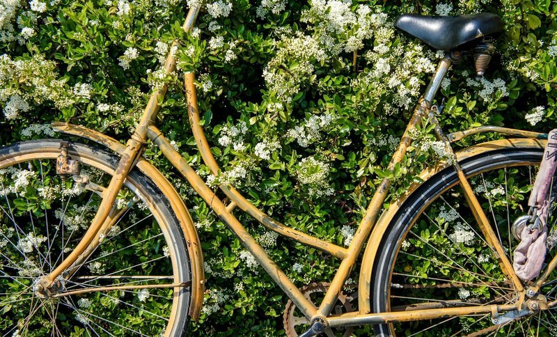 Worn bike frame detail against white hedge flowers