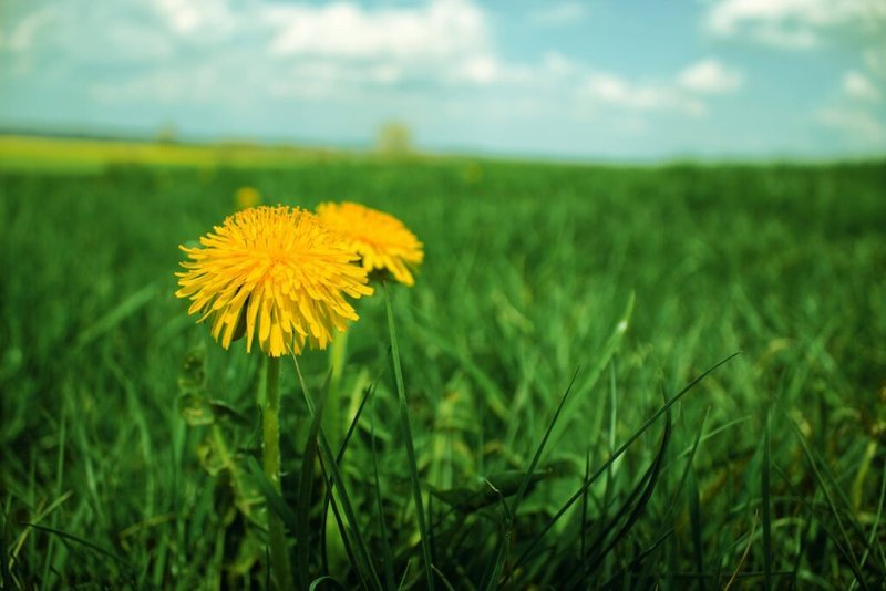 Dandelion heads and flowers in a sunlit field close-up